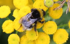 Bombus lucorum -  2. Fund (Weibchen)