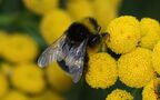 Bombus lucorum -  2. Fund (Weibchen)