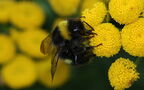 Bombus lucorum -  2. Fund (Weibchen)