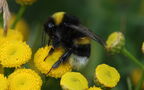 Bombus lucorum -  2. Fund (Weibchen)