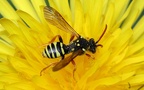 Familie Apidae (Leach, 1815)