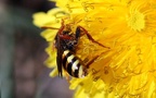 Familie Apidae (Leach, 1815)