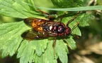 Familie Cimbicidae (Leach, 1817)