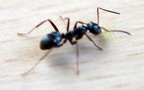 Ordnung Hymenoptera (Linnæus, 1758)