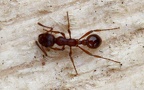 Familie Formicidae (Latreille, 1802)