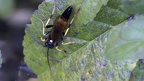 Familie Ichneumonidae (Haliday, 1838)