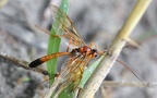 Familie Ichneumonidae (Haliday, 1838)
