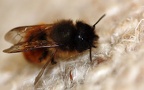 Familie Megachilidae (Schenk, 1860)