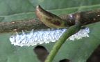 Familie Tenthredinidae (Latreille, 1802)