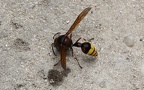 Familie Vespidae (Latreille, 1802)