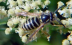 Ordnung Hymenoptera (Linnæus, 1758)