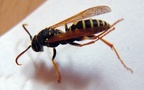 Polistes bischoffi (Weyrauch, 1937)