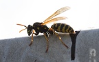 Familie Vespidae (Latreille, 1802)