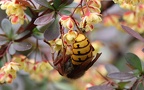 Vespa crabro (Linnæus, 1758)