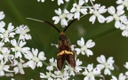Familie Adelidae (Bruand, 1851)