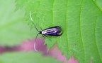 Adela reaumurella -  1. Fund