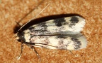 Familie Autostichidae (Le Marchand, 1947)