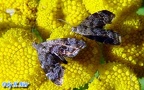 Familie Choreutidae (Stainton, 1854)