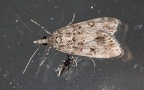 Klasse Insecta (Linnæus, 1758)
