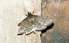 Herpetogramma licarsisalis (Walker, 1859)