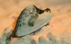 Familie Drepanidae (Meyrick, 1895)