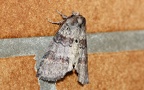 Familie Drepanidae (Meyrick, 1895)