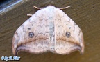 Drepana falcataria (Linnæus, 1758)