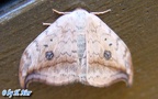 Familie Drepanidae (Meyrick, 1895)