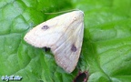 Familie Erebidae (Leach, 1815)