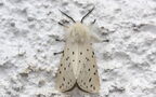 Spilosoma lubricipeda -  1. Fund