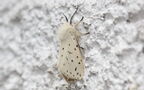 Spilosoma lubricipeda -  1. Fund