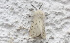 Spilosoma lubricipeda -  1. Fund