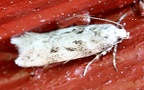Familie Gelechiidae (Stainton, 1854)