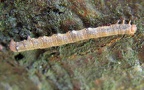 Agriopis aurantiaria -  1. Raupenfund