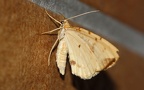 Familie Geometridae (Leach, 1815)
