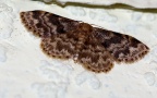 Ordnung Lepidoptera (Linnæus, 1758)