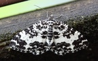 Familie Geometridae (Leach, 1815)