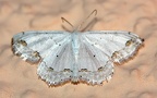 Ordnung Lepidoptera (Linnæus, 1758)