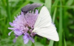 Familie Geometridae (Leach, 1815)