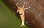 Familie Hepialidae (Stephens, 1829)