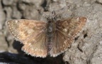 Familie Hesperiidae (Latreille, 1809)