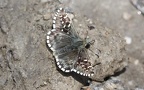 Familie Hesperiidae (Latreille, 1809)