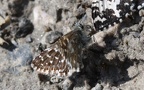 Familie Hesperiidae (Latreille, 1809)