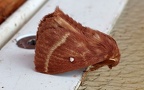 Familie Lasiocampidae (Harris, 1841)