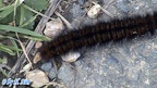 Familie Lasiocampidae (Harris, 1841)
