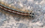 Familie Lasiocampidae (Harris, 1841)