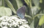 Familie Lycaenidae (Leach, 1815)