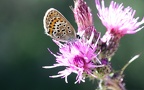 Plebejus argus (Linnæus, 1758)