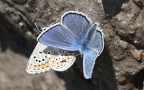 Plebejus orbitulus -  1. Fund