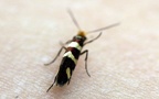 Familie Micropterigidae (Herrich-Schäffer, 1855)